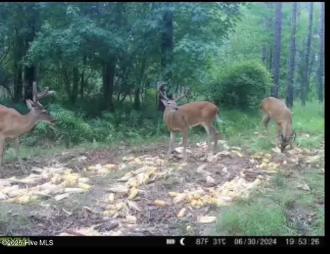 250 Long Bluff Road Currie NC 28435