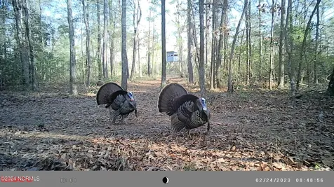 Lot #1 Harts Lane Rocky Point NC 28457
