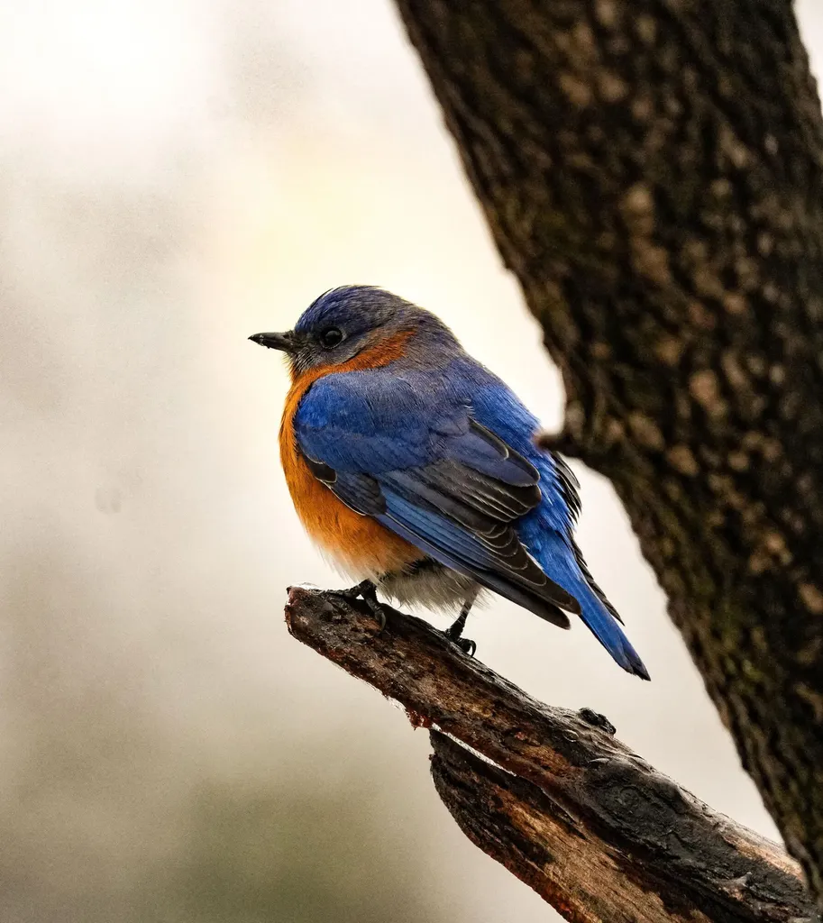 3042 Johnny Court Augusta GA 30906