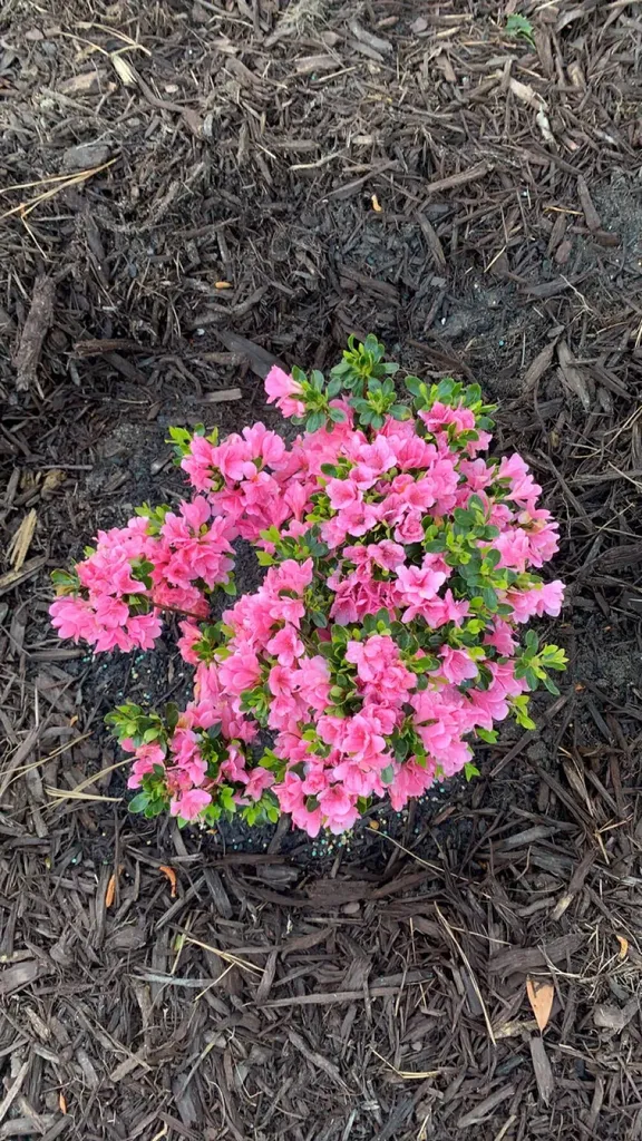 1729 Oak Drive Augusta GA 30904