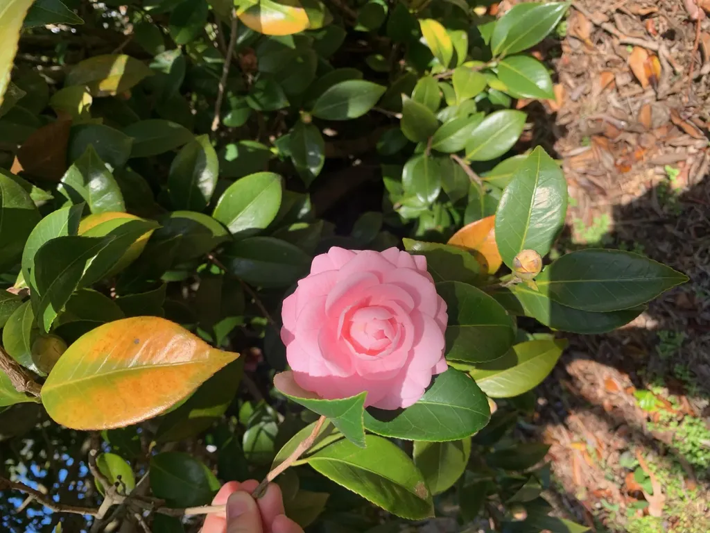 1729 Oak Drive Augusta GA 30904