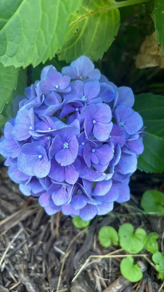 1729 Oak Drive Augusta GA 30904