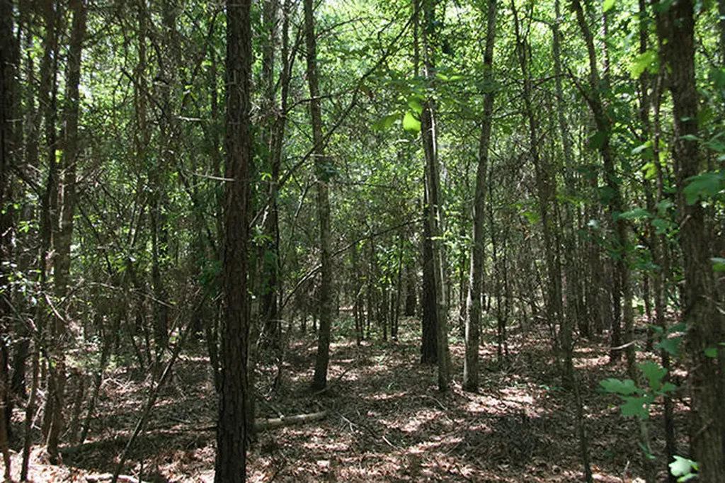 1515H Hephzibah - Mcbean Road Hephzibah GA 30815