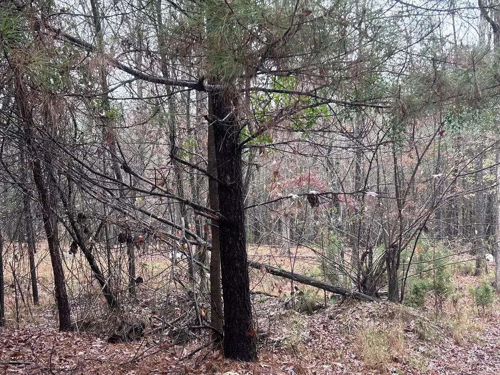1956 Pineywoods Road Lincolnton GA 30817