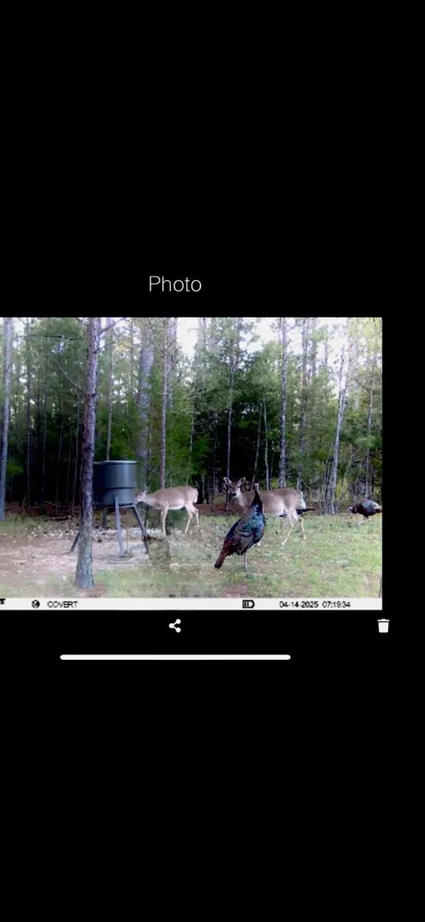 0 Pineridge Drive Lincolnton GA 30817