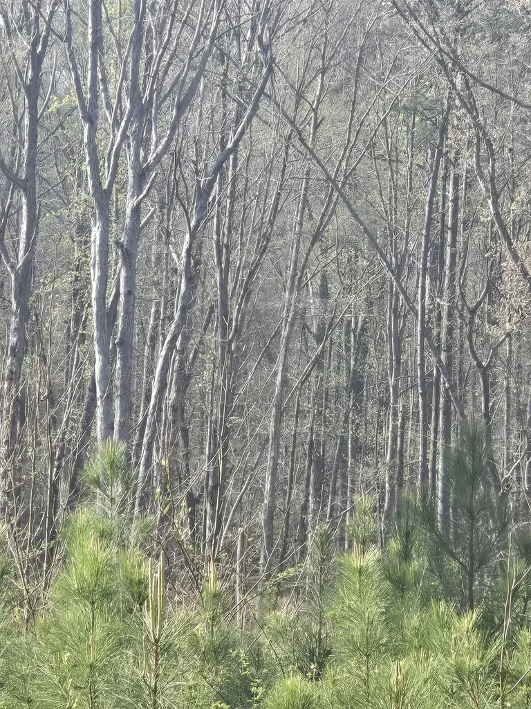 0 Mercier Road Lincolnton GA 30817