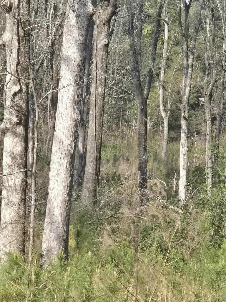 0 Mercier Road Lincolnton GA 30817