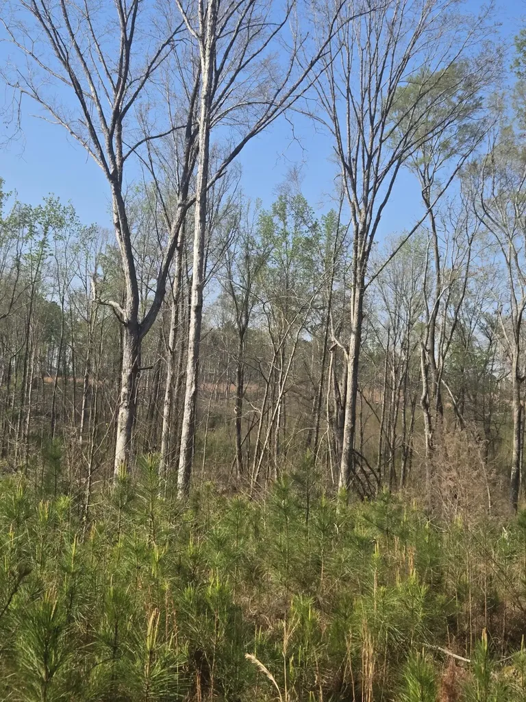 0 Mercier Road Lincolnton GA 30817