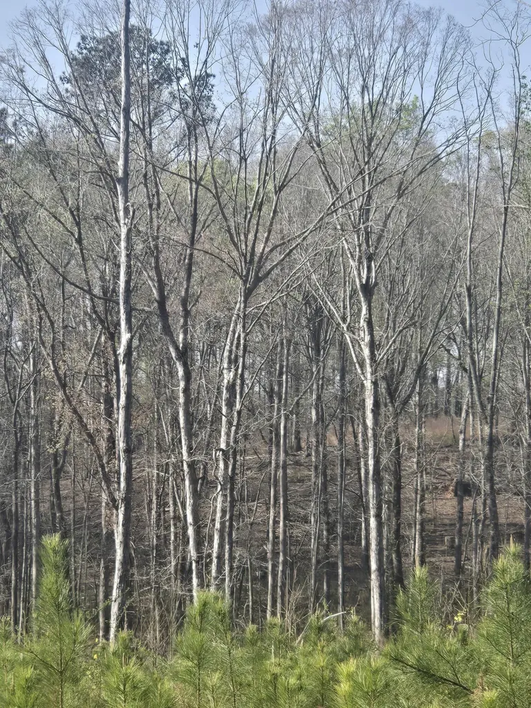 0 Mercier Road Lincolnton GA 30817