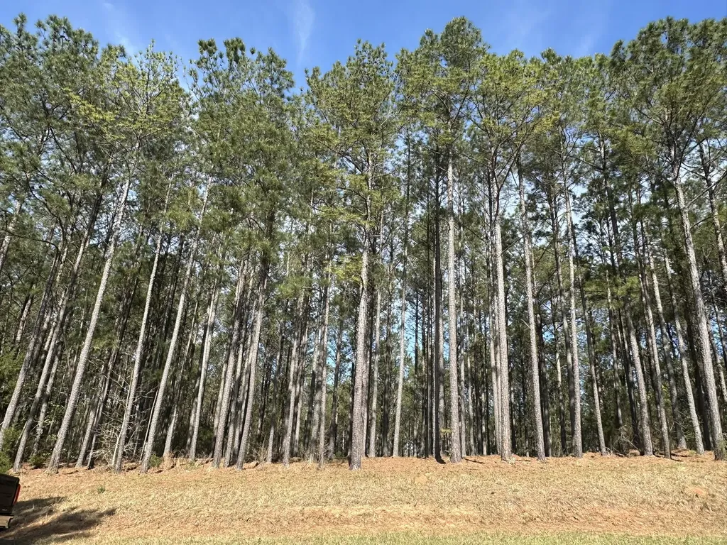 Lot 65 Maiden Cane Way Lincolnton GA 30817