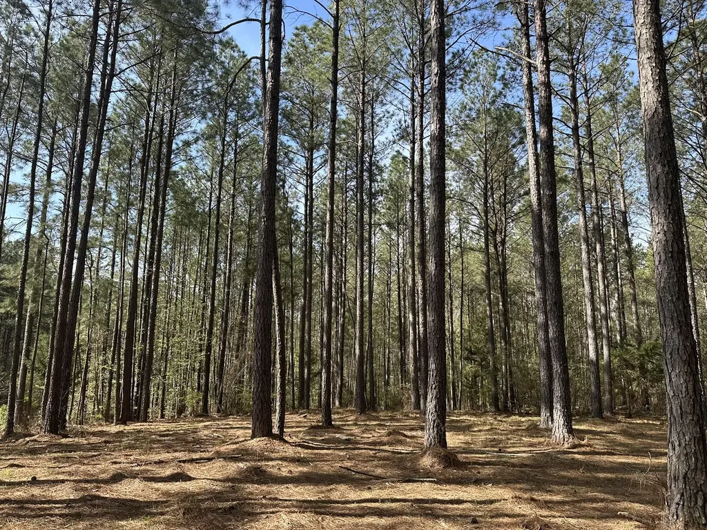 Lot 65 Maiden Cane Way Lincolnton GA 30817