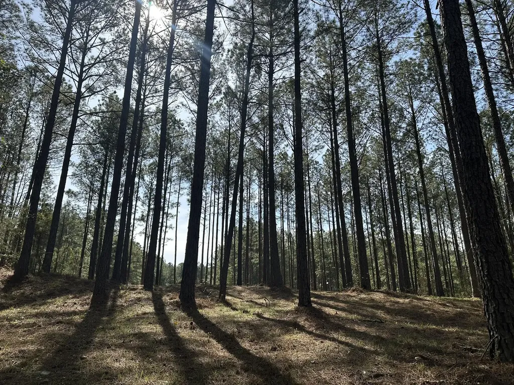 Lot 65 Maiden Cane Way Lincolnton GA 30817