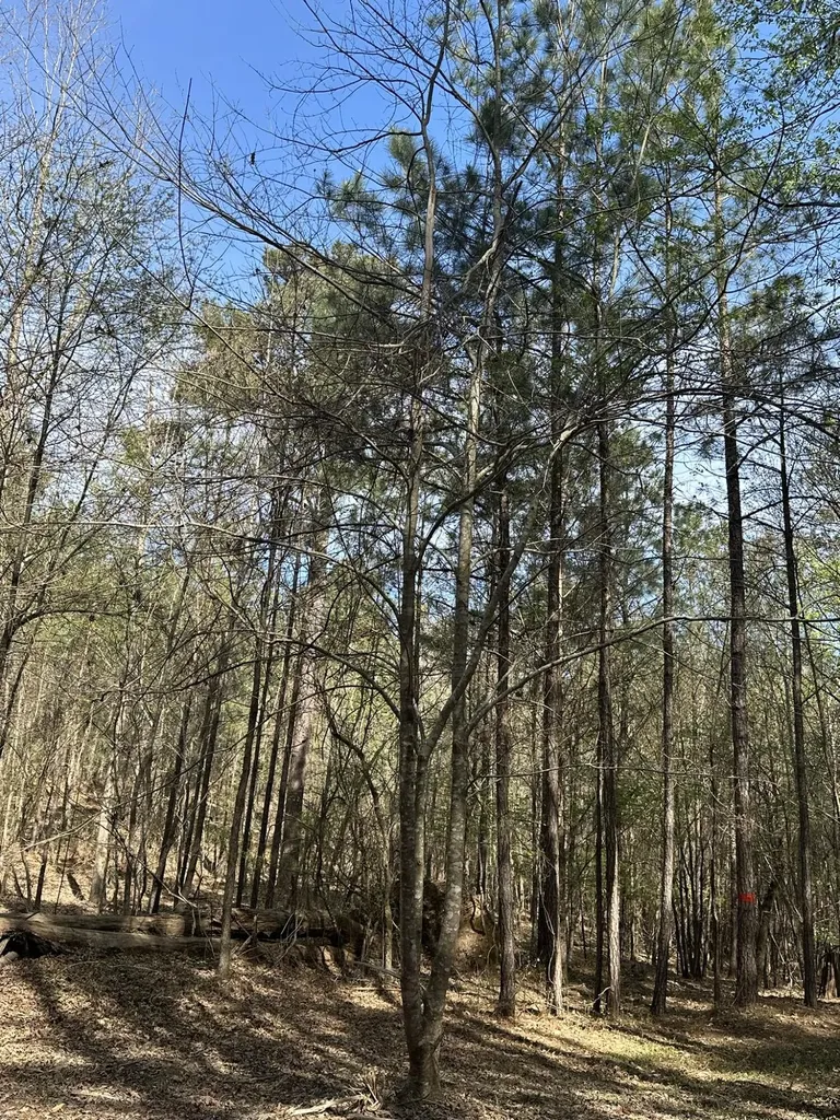 Lot 65 Maiden Cane Way Lincolnton GA 30817