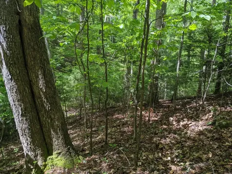 Tbd Heritage Trail Brasstown NC 28902