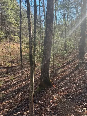 1.03 Deep Forest Road Murphy NC 28906