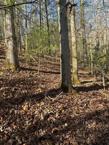 1.03 Deep Forest Road Murphy NC 28906
