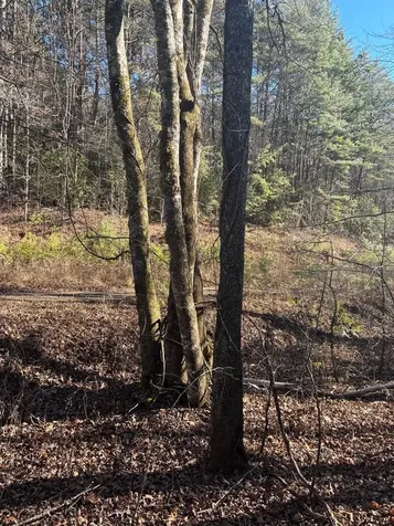 1.03 Deep Forest Road Murphy NC 28906