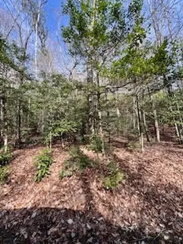 Lot 2 Morris Creek Road Andrews NC 28901