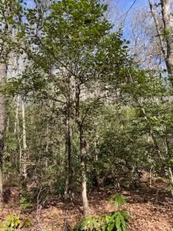 Lot 2 Morris Creek Road Andrews NC 28901