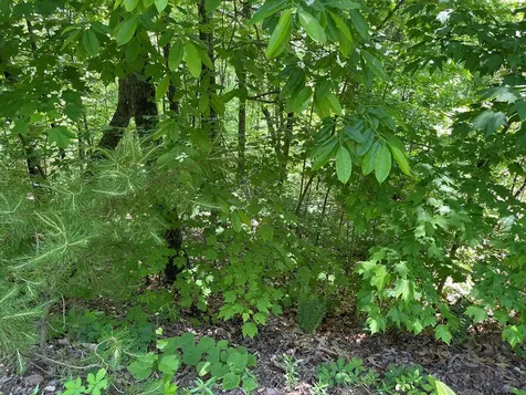 Lot 33b Grandview Drive Hayesville NC 28904