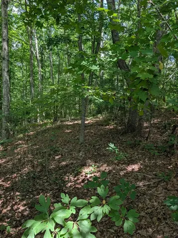 Lot 20 Wilderness Creek Way Murphy NC 28906