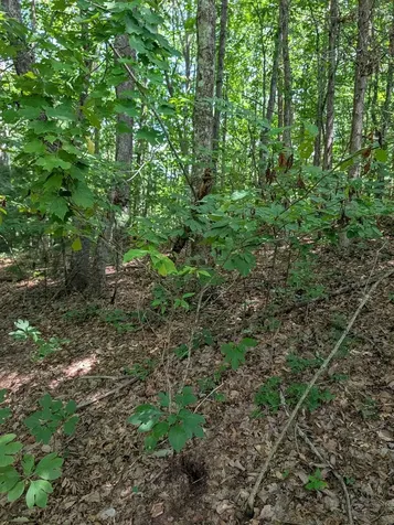 Lot 20 Wilderness Creek Way Murphy NC 28906