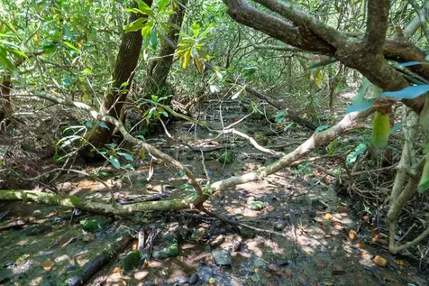 26.98 Ac Tusquittee Hayesville NC 28904