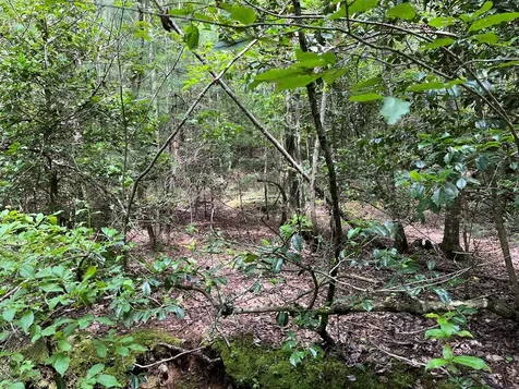 Tbd Sheep Knob Brasstown NC 28906