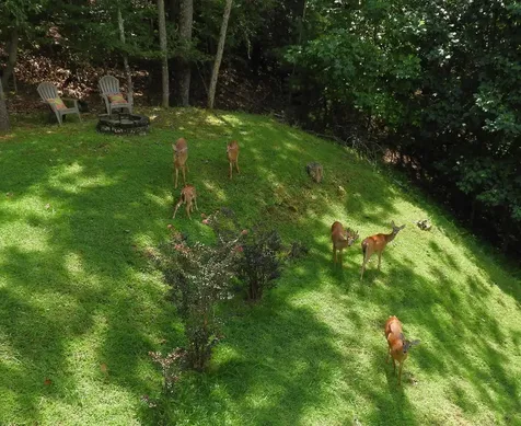 380 Bear Trail Murphy NC 28906
