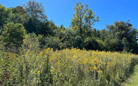 37+ Ac Jarrett Road Hayesville NC 28904