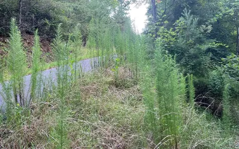 Lot 13 The Preserve Brasstown NC 28902