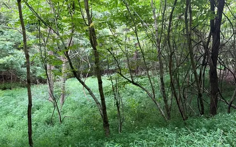 Lot 13 The Preserve Brasstown NC 28902