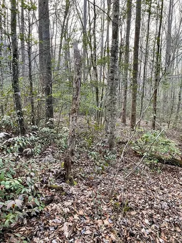 00 Carringer Road Robbinsville NC 28771