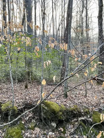 00 Carringer Road Robbinsville NC 28771