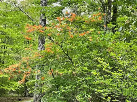 Hayesville NC 28904