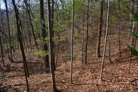00 Chestnut Ridge Robbinsville NC 28771