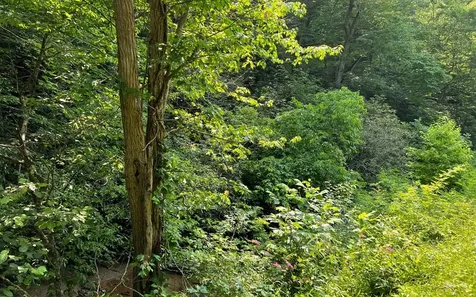 Lot 3 Fires Creek Road Hayesville NC 28904