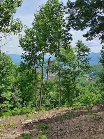Tract 2g Mason Lane Brasstown NC 28902