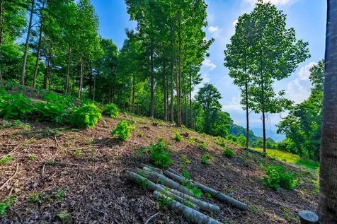 Tract 2g Mason Lane Brasstown NC 28902