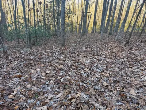 7.0 Ac Laurel Drive Marble NC 28905