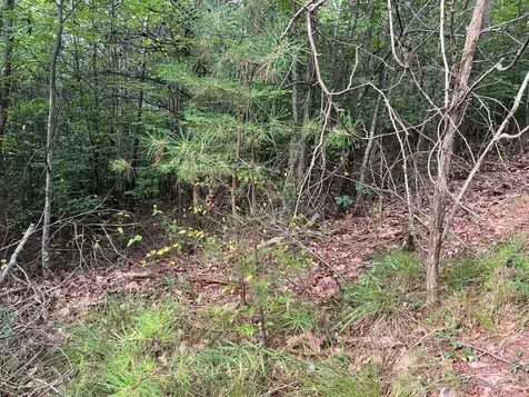 Lot 72 Foxtrot Lane Murphy NC 28906