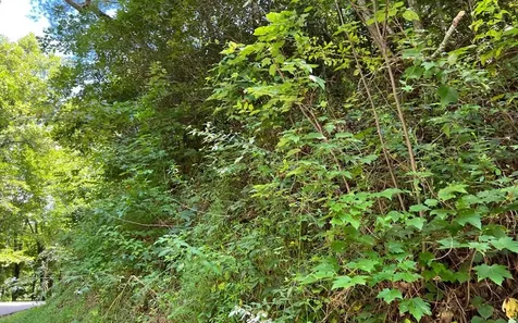 Lot 77 Fires Creek Cove Hayesville NC 28904