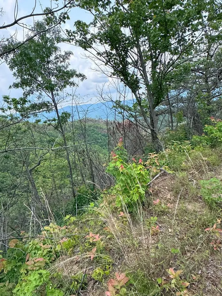 88 Acres Bolden Branch Andrews NC 28901