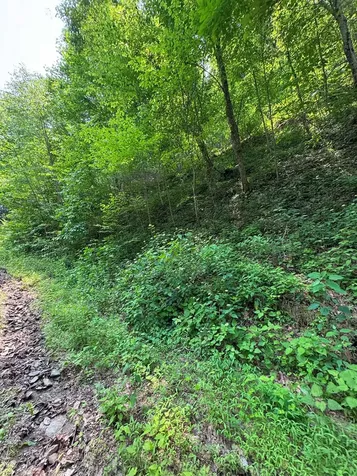 88 Acres Bolden Branch Andrews NC 28901