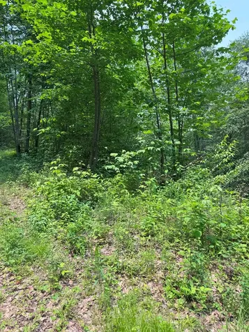 88 Acres Bolden Branch Andrews NC 28901