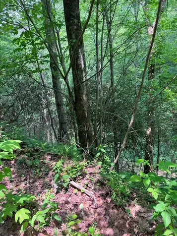 88 Acres Bolden Branch Andrews NC 28901