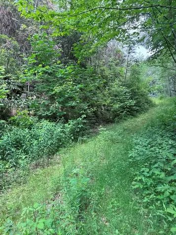 88 Acres Bolden Branch Andrews NC 28901