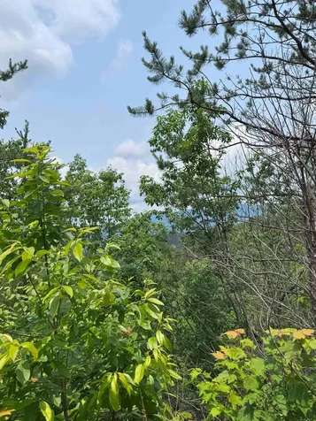 88 Acres Bolden Branch Andrews NC 28901