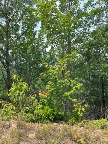 88 Acres Bolden Branch Andrews NC 28901