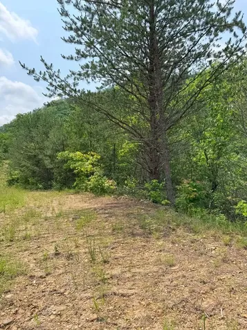 88 Acres Bolden Branch Andrews NC 28901